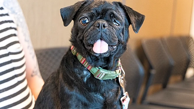See rescue pitbull terrier save critically ill pug's life