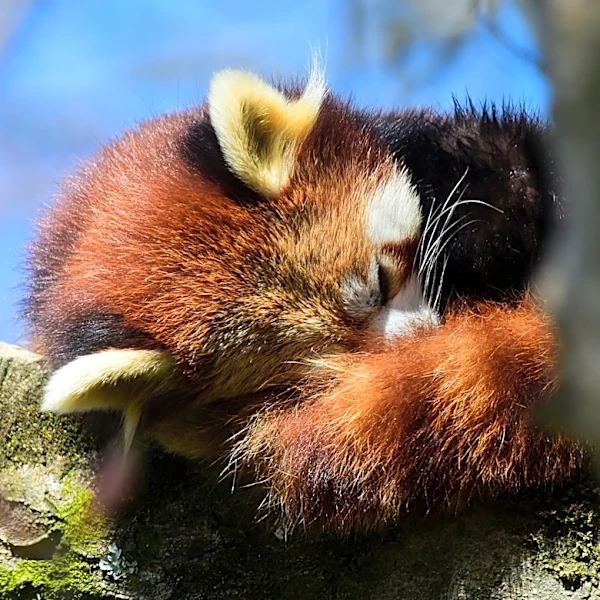 'Heartbreaking loss.' Red panda cub dies at California zoo