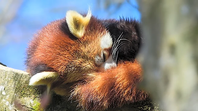 'Heartbreaking loss.' Red panda cub dies at California zoo