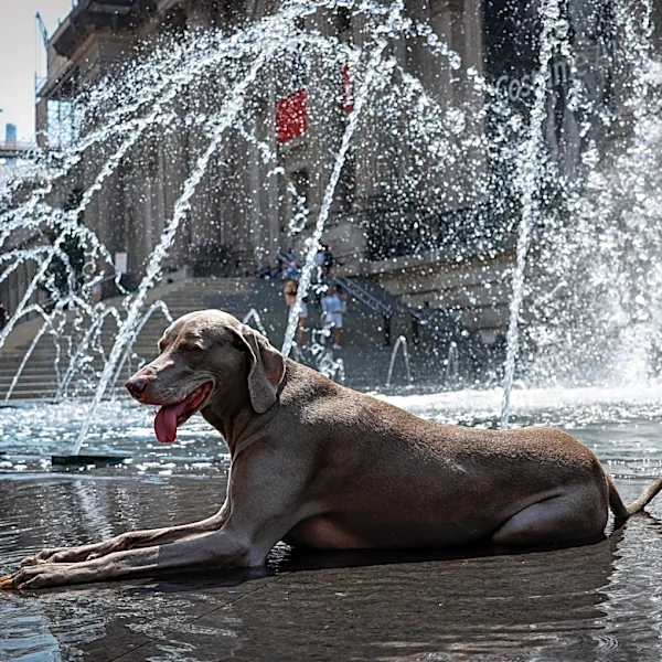 A heat wave is happening in the US. See where it will be the hottest