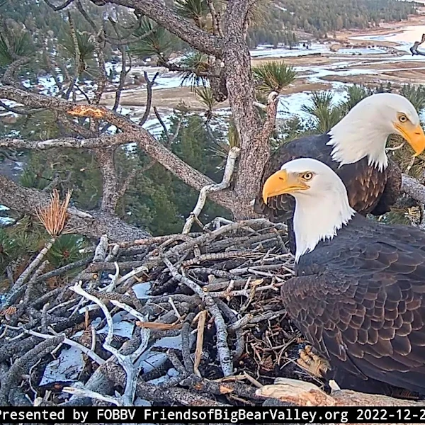 The eagle possibly tied to Jackie's altercation has been spotted