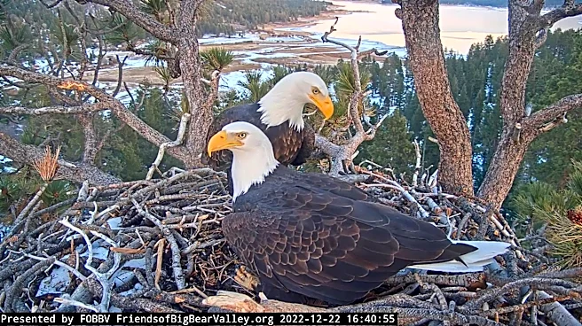 The eagle possibly tied to Jackie's altercation has been spotted