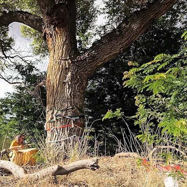 Sierra Club says century-old trees felled to make way for border wall