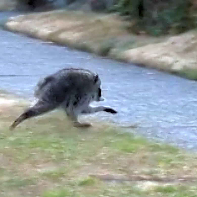 Seattle Mariners to celebrate viral raccoon Jimothy at upcoming game
