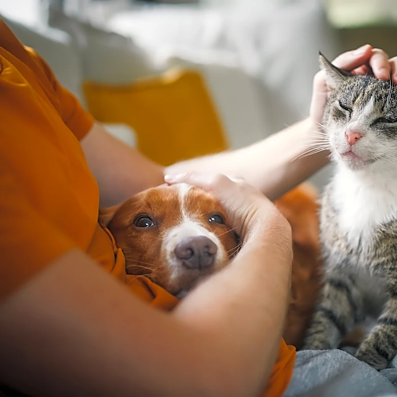 The rise of pet hospice means more choices, better goodbyes | The Excerpt