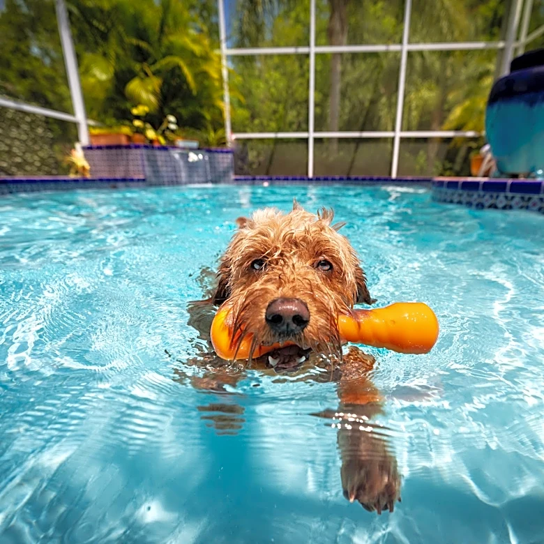 Can dogs swim in pools? Owners need to know these safety tips