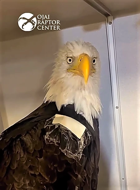 Beloved bald eagle Jackie gets good news amid illness. See new update