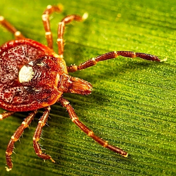 Doctor says cases of this deadly tick-borne virus may go undetected