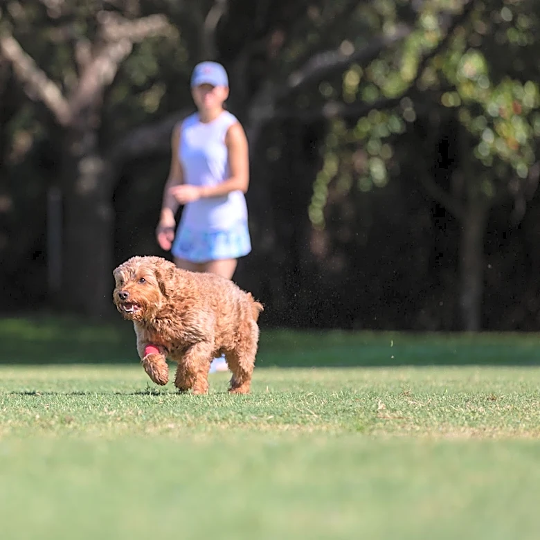 Why 'Don’t worry, my dog is friendly' can be dangerous with off-leash dogs