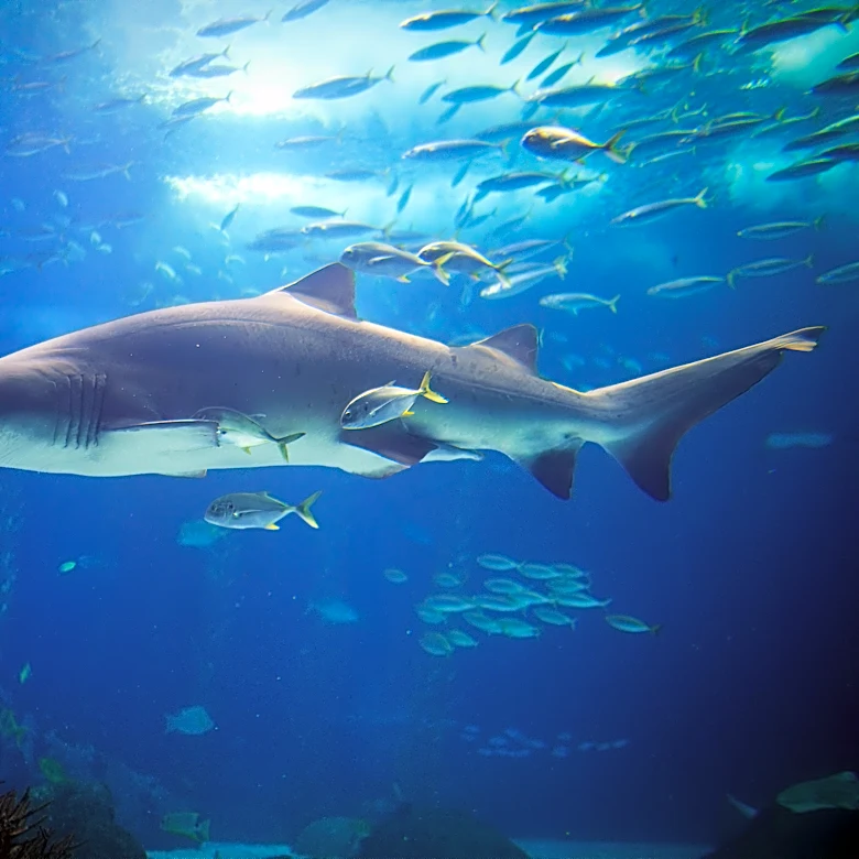 Shark myths debunked: Inside the world of sharks