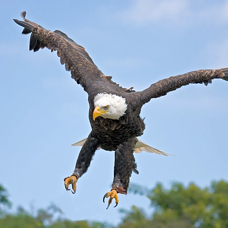 Washington man charged with killing bald eagle