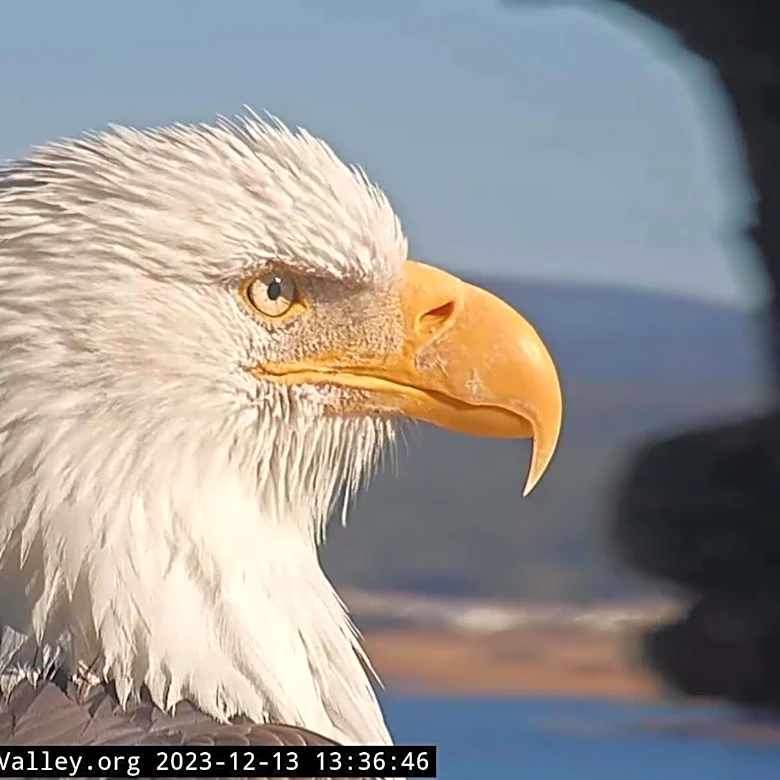Bald eagle Jackie's caretakers warn against AI fakes, rumors