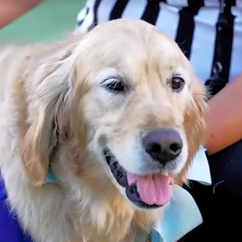 Pups hit the theaters before premiere of 1997 reboot 'Air Bud Returns'