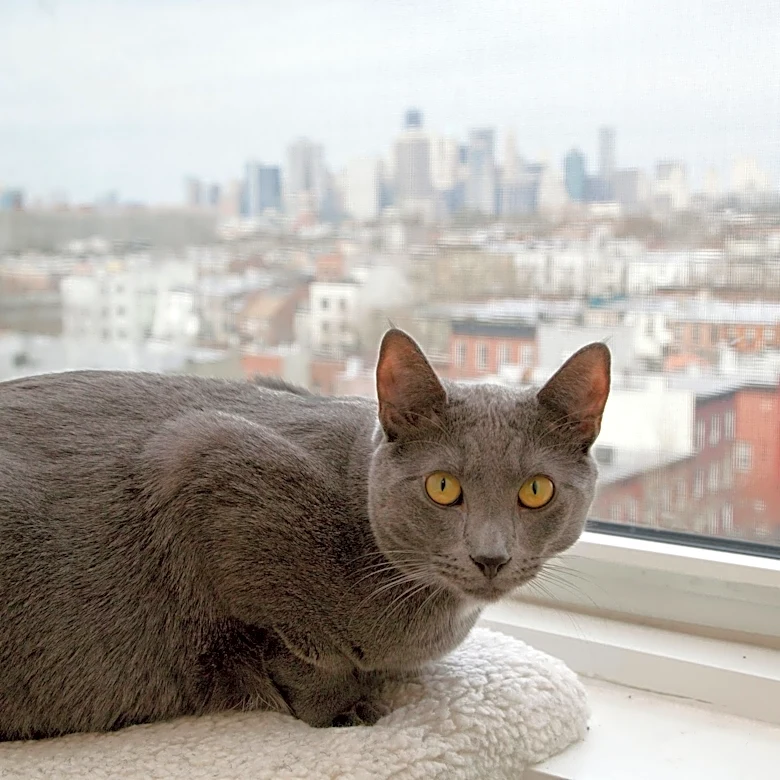 Is your city cat‑obsessed? New data reveals top urban hotspots for felines