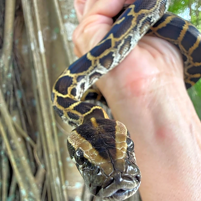 2026 Florida python hunt saw 280 snakes removed. How about last year?