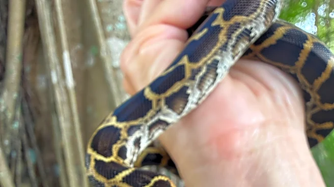 2026 Florida python hunt saw 280 snakes removed. How about last year?