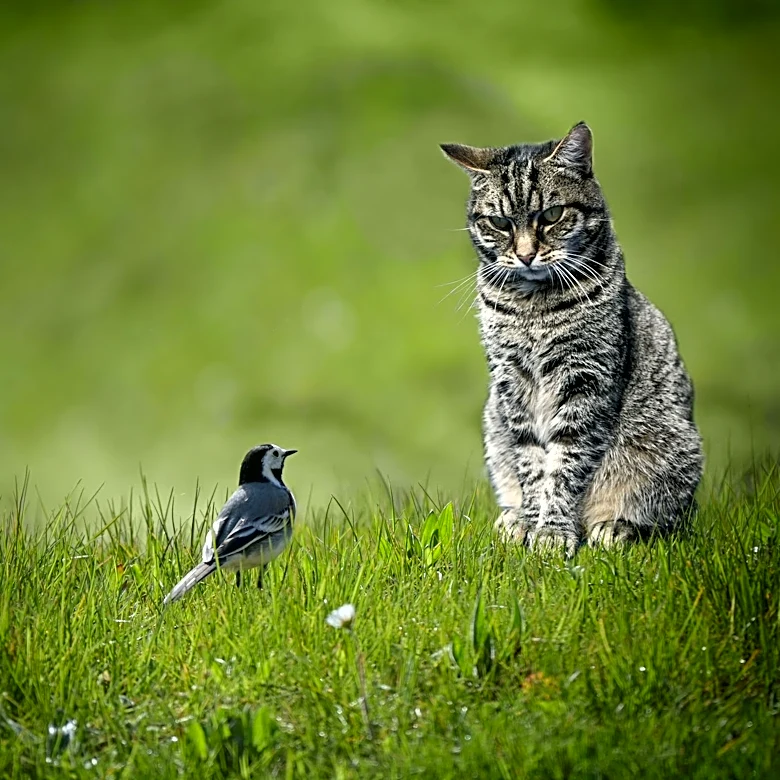 Why keeping your cat indoors saves birds