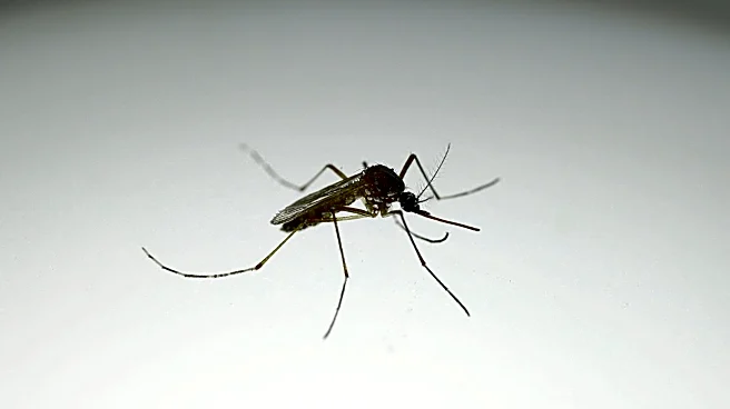 NYC officials see increase in West Nile virus mosquitoes. What to know