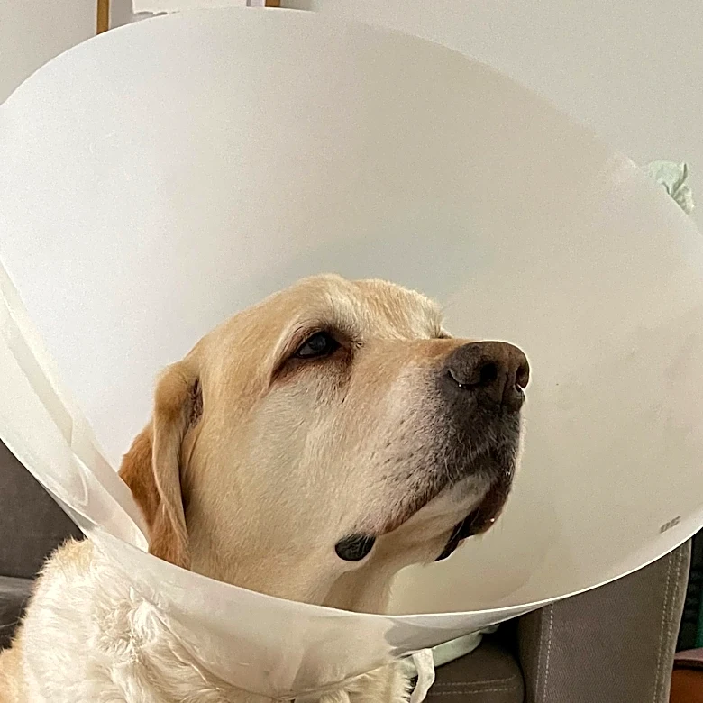 Care for your dog after they've been spayed or neutered