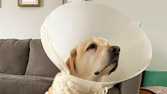 Care for your dog after they've been spayed or neutered