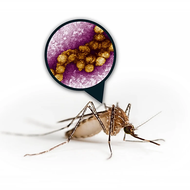 West Nile virus risk grows when mosquitoes thrive in backyards