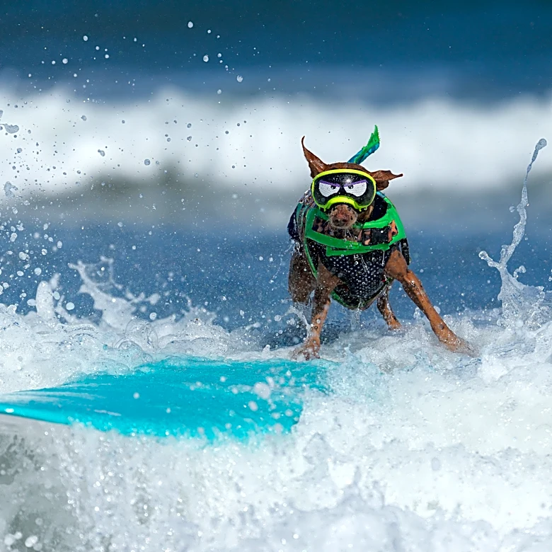 Raging wildfires, crushing debt, surfing dogs: Week in review