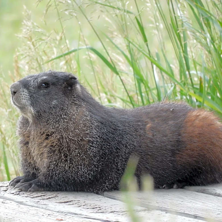 A UCLA professor faced funding cuts. His solution? Marmot OnlyFans