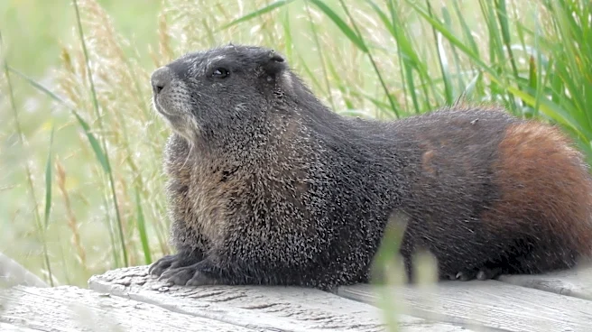 A UCLA professor faced funding cuts. His solution? Marmot OnlyFans