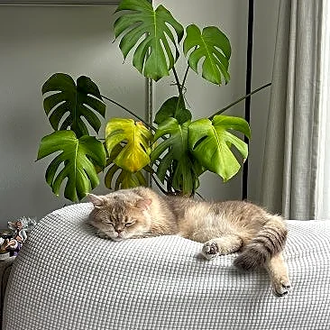 International Cat Day brings winners of the Purrfect Choice Awards