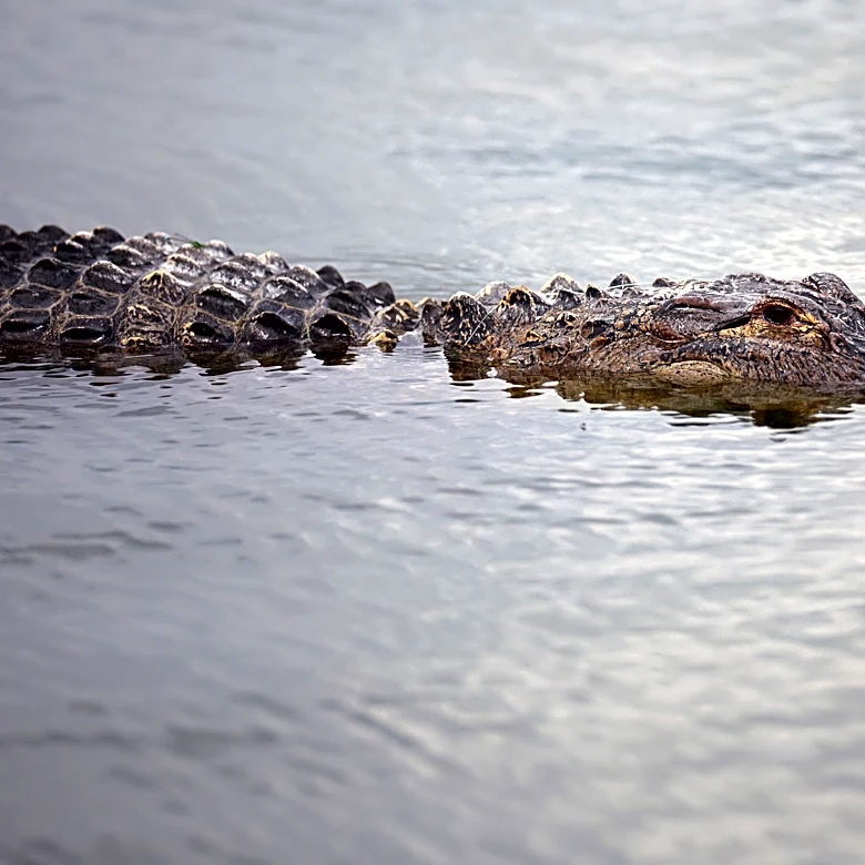 Texas Game wardens offer $1,000 reward in Fort Worth alligator shootings