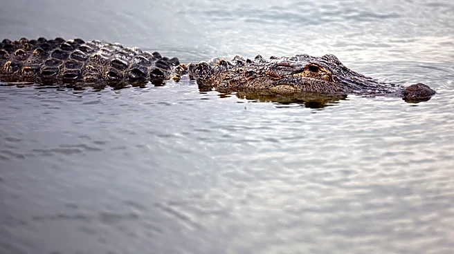 Texas Game wardens offer $1,000 reward in Fort Worth alligator shootings