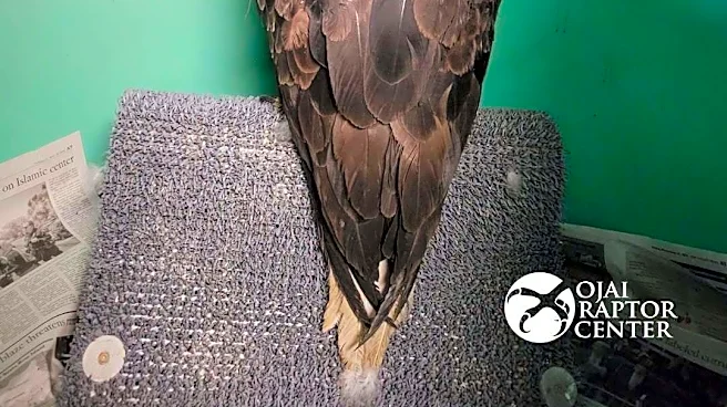 Beloved bald eagle Jackie dies after health battle and 'critical' illness
