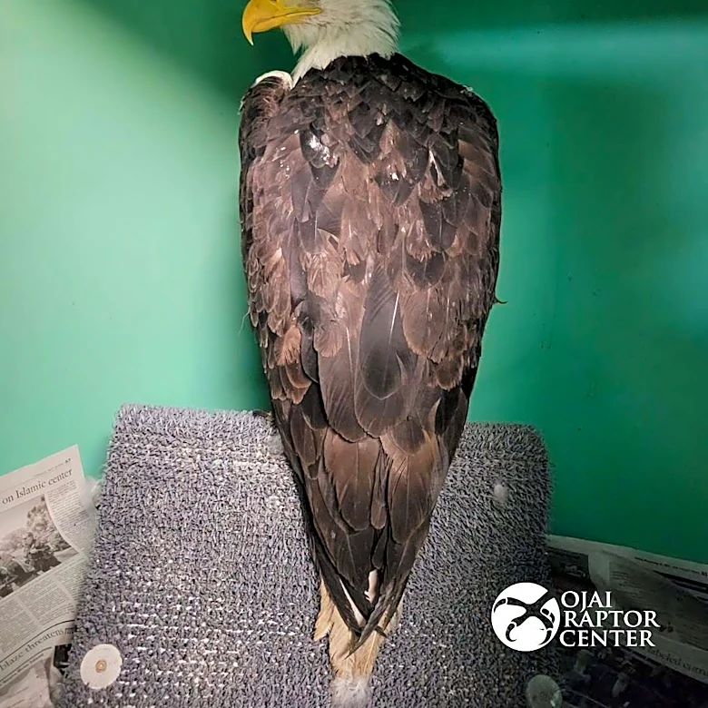 A look at Jackie the eagle's viral life, from livestreams to health battle