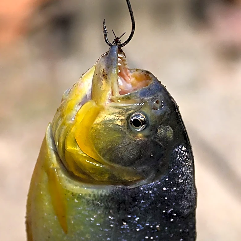 'It's a piranha:' Boy catches exotic fish at Pennsylvania lake