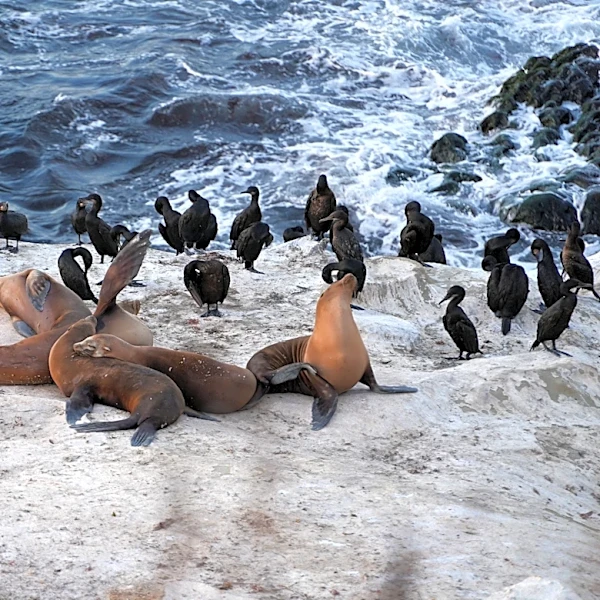 18-year-old pleads guilty after kicking at a sea lion in SoCal