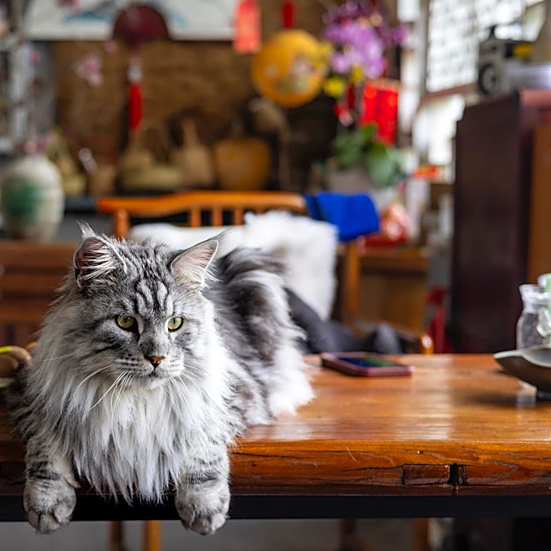 Maine Coon cats: What to know about the big, fluffy breed