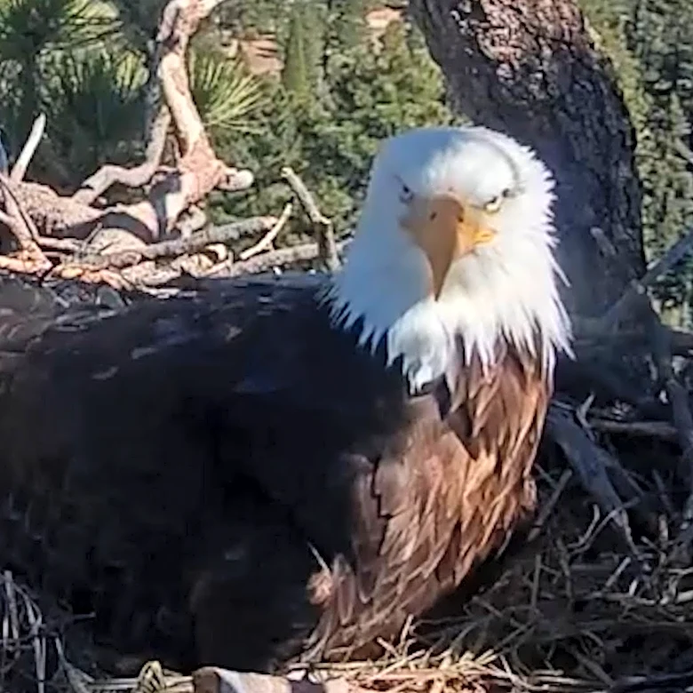 Ojai Raptor Center warns fans about Jackie the bald eagle merch