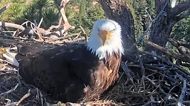 Ojai Raptor Center warns fans about Jackie the bald eagle merch