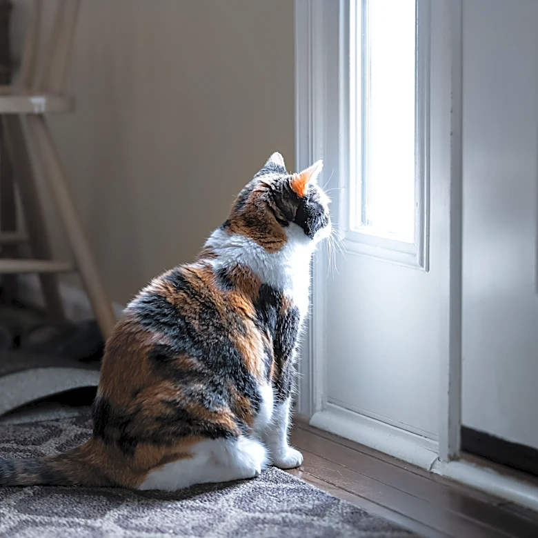 What you should know about leaving your cat home alone