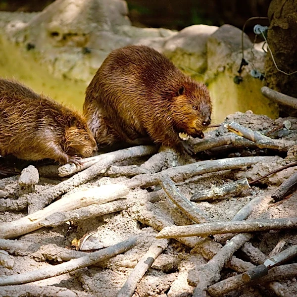 Beaver attacks are rare. Maryland has had 3 in less than a month