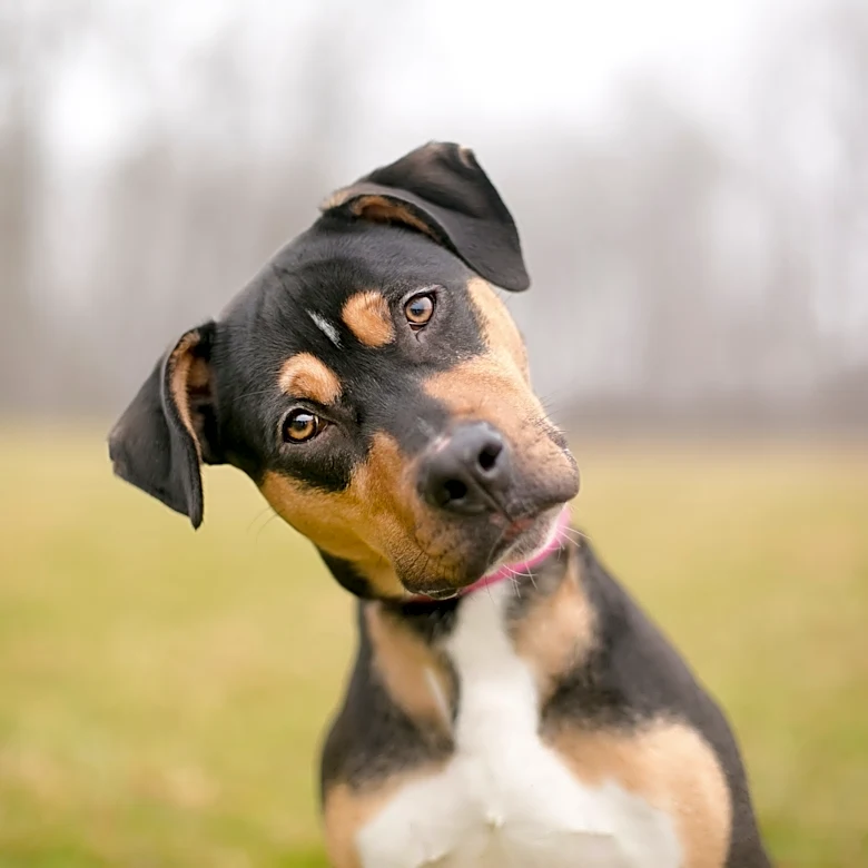 Your dog may know you better than you think, study finds