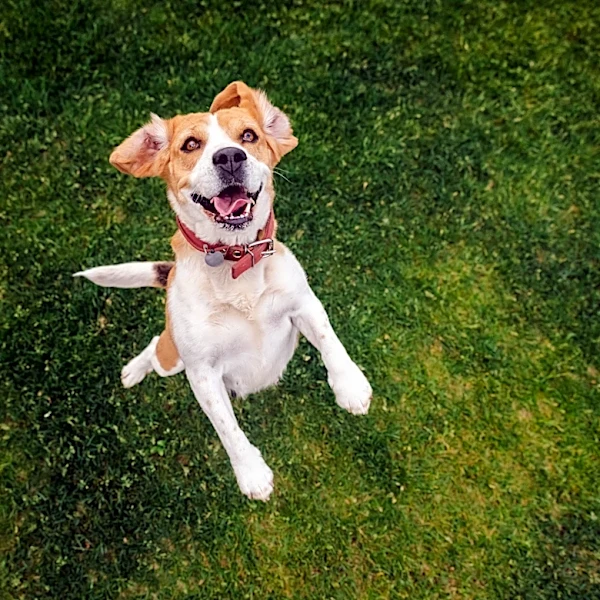 How much does it cost to own a dog? An expert breaks it down
