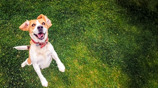 How much does it cost to own a dog? An expert breaks it down