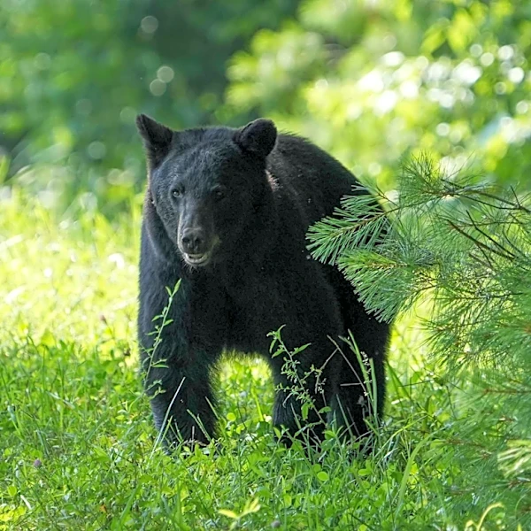 Black bear attacks, injures man at Colorado apartment complex