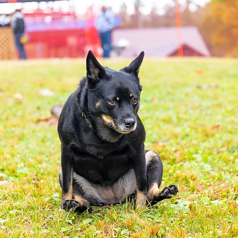 Why is your dog scooting? What your pup's backside is trying to tell you