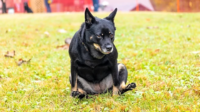 Why is your dog scooting? What your pup's backside is trying to tell you