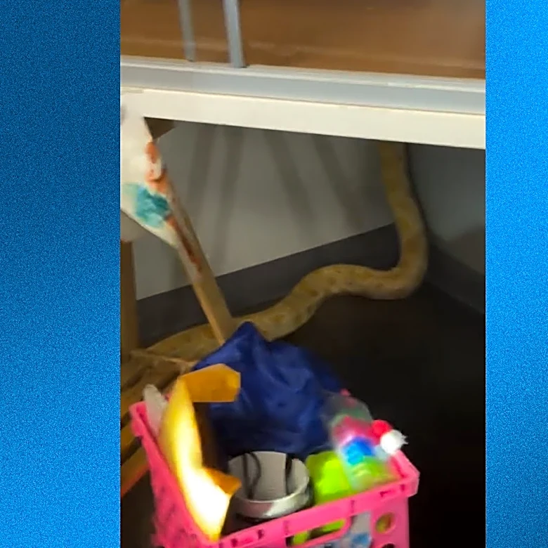 A python is blamed for school fire. Teacher says the snake is innocent