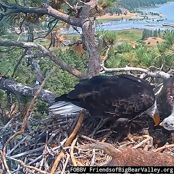 It's official: Shadow the bald eagle's new companion is named Kaydee