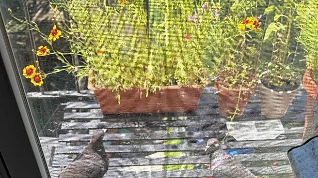 These apps send texts at the rate of a pigeon – and users are flocking