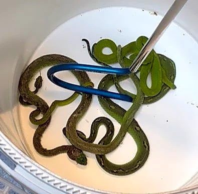 Exotic snakes, lizards found hidden in pillowcases in smuggling scheme
